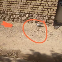 ۸کفتر شازده پلاکی|پرنده|خانمیرزا, |دیوار