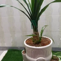 گل طبیعی سالم و سرحال بزرک با گلدان