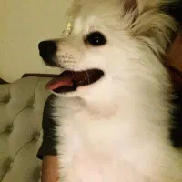 پامر اشپیدز ۶ ماهه -- با وسایل کامل