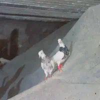 کبوتر کفتر