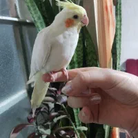 عروس هلندی دستی لوتینو