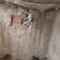 کبوتر فروشی|پرنده|شیروان (خراسان), |دیوار