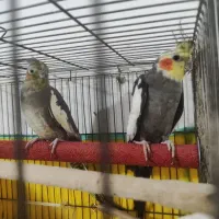 یک جفت طوطی مولد