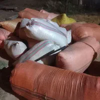کاه درجه یک گندم