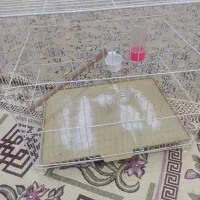 قفس پرنده