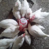 جوجه خروسک