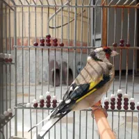 سهره رام دستی