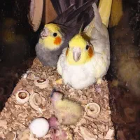 عروس هلندی نرو ماده معاوضه با پرنده