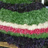 سبزی فروشی سید علی|خوردنی و آشامیدنی|قم, باغ شریفی|دیوار