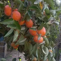 نهال خرمالو آماده کاشت