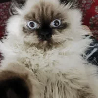 گربه هیمالین|گربه|لنجان, |دیوار