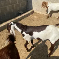 کهره نر پاکستانی  دوگ درجه یک جفت|حیوانات مزرعه|بندر کنگان, |دیوار