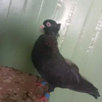 کبوتر زاغ آبادانی|پرنده|اهر, |دیوار