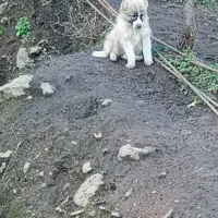 سگ سراب واگذاری|سگ|رشت, یخسازی|دیوار