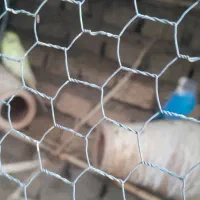 سرگرمی حیوانات  پرنده|پرنده|گرگان, |دیوار