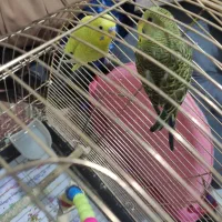 مرغ عشق جفت با قفس