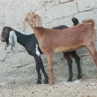 دوتا.کهره مری چاق جملی