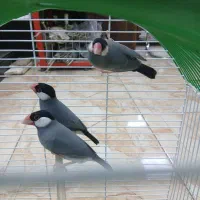 فنچ نرگسی ۳عدد