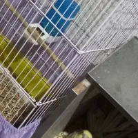 عروس هلندی|پرنده|فردیس, شهرک وحدت|دیوار