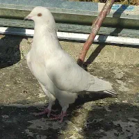 سفید گم شده