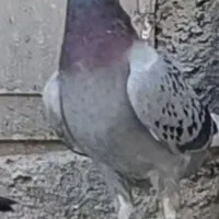 کبوتر پر‌غلط