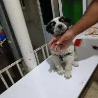 توله سگ شاهسون|سگ|میاندوآب, |دیوار