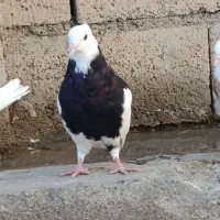 سه عدد طوقی|پرنده|بیلوار, |دیوار