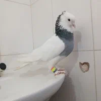 طوق سبز نر بزن خوبو عطیقه