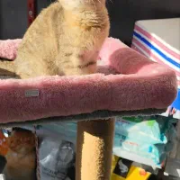 توله گربه اسکاتیش وبریتیش گلد