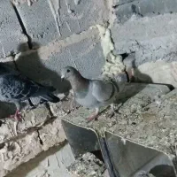 کبوتر مسافتی|پرنده|ارومیه, |دیوار