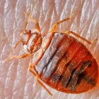 سمپاشی باضمانت کتبی سم پاشی ساس سوسک و..|خدمات نظافت|قم, باجک یک|دیوار