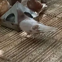 کبوتر گمشده