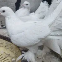 یه دسته کبوتر بی نقص خاص وارزون|پرنده|دهدشت, |دیوار