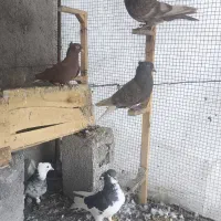 پرنده|پرنده|برازجان, |دیوار