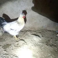 خروس|حیوانات مزرعه|رزن, |دیوار