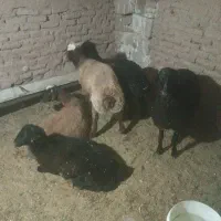 فروش بره پا پروار