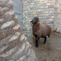 بره ماده