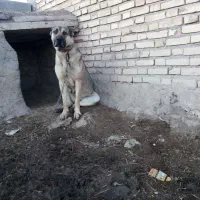 ماده سرابی|حیوانات|هریس, |دیوار