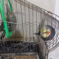 پرنده عروس