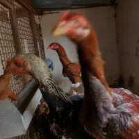 خروس ،جوجه خروس و جوجه مرغ وماده مرغ نژاد دار|حیوانات مزرعه|میناب, |دیوار