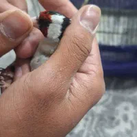 سره نر ب شرط خوندن