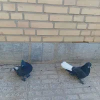 کبوتر پر دمسفید