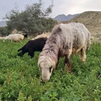 کوه قوچ بز میش کهره بره چپیش نر