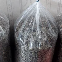 تخمه درشت