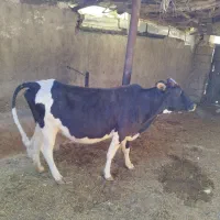 گاو گوساله|حیوانات مزرعه|سرفاریاب, |دیوار