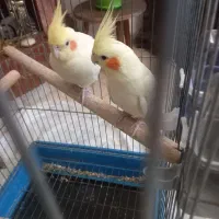 عروس هلندی لوتینو نر و ماده|پرنده|تهران, توحید|دیوار