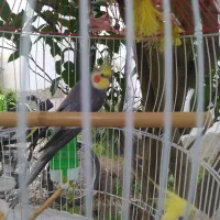 عروس هلندی مولد و جوان سالم و سرحال