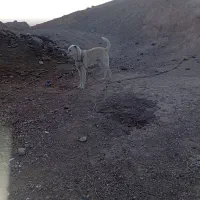 سگ نگهبان|سگ|سده (خراسان جنوبی), |دیوار