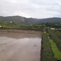 شالی 3000متری|فروش دفتر صنعتی، کشاورزی، تجاری|توتکابن, |دیوار