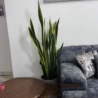سانسوریا مادر با گلدان